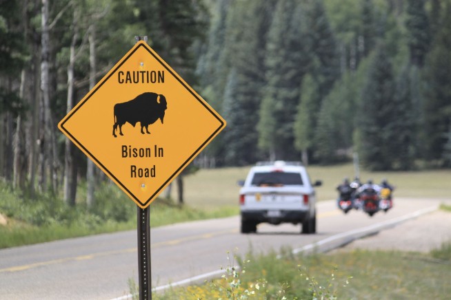 Chance to shoot bison at Grand Canyon draws 45k applicants