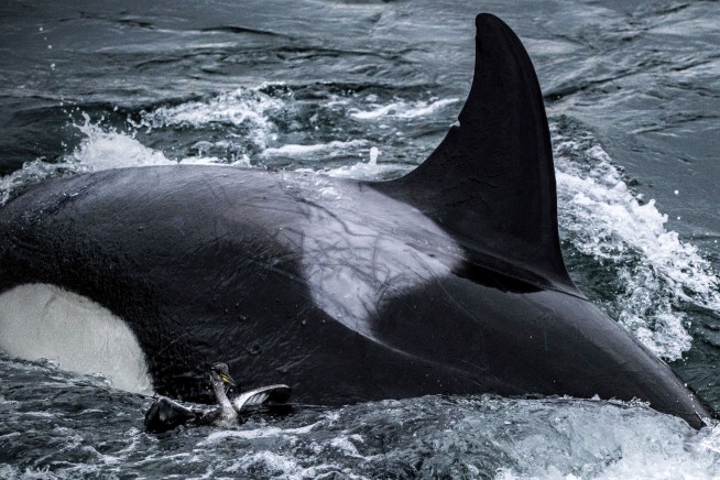 Killer whales amaze Seattle onlookers with a rarely seen bird hunt
