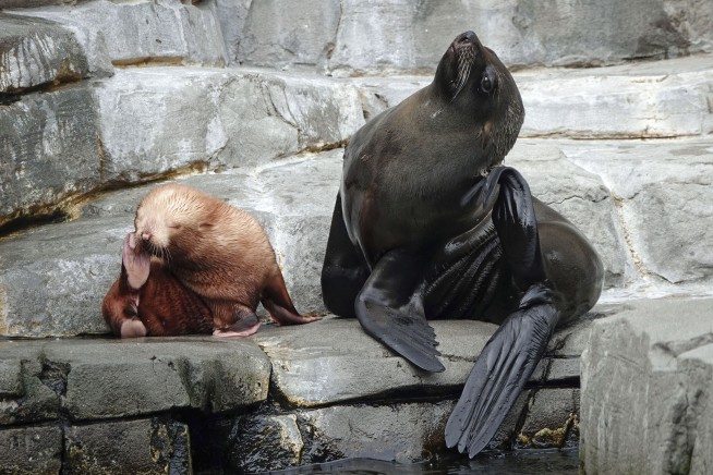 Albino kangaroo baby missing from German zoo; may be stolen