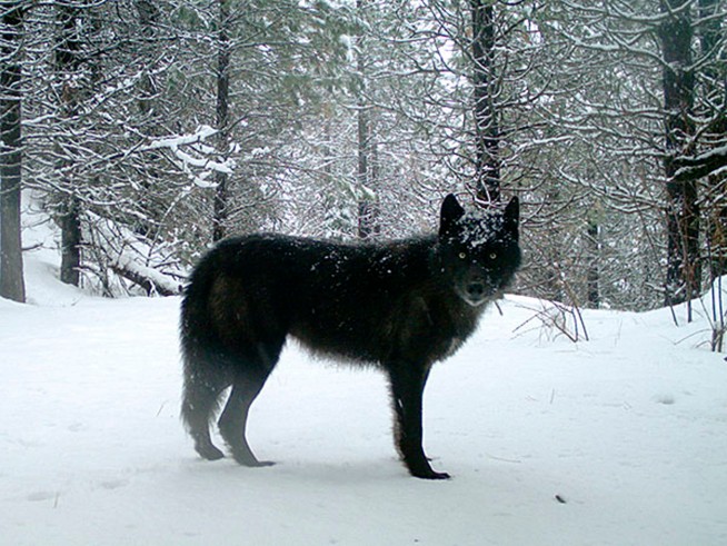 Oregon officials ask public help to find killers of 8 wolves