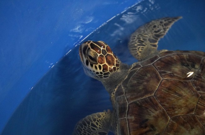 In Israel, mayo provides miracle for endangered turtles