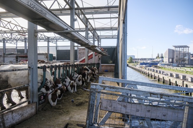 Cows in Rotterdam harbor, seedlings on rafts in India; are floating farms the future?