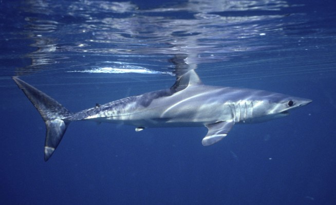Empty seas: Oceanic shark populations dropped 71% since 1970