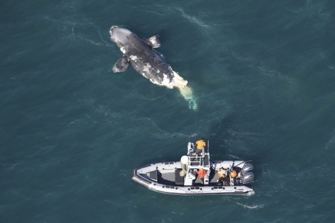 Another endangered whale was found dead off East Coast. This one died after colliding with a ship