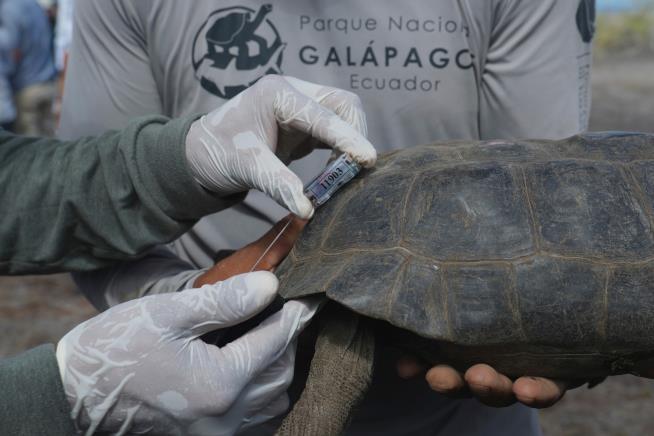 Galápagos park releases 158 juvenile hybrid tortoises on Floreana to restore the ecosystem