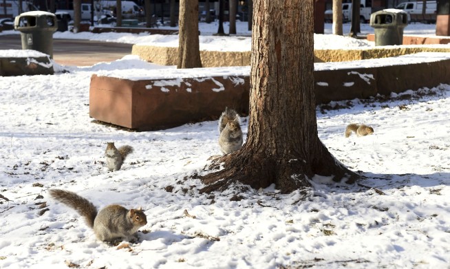Squirrels force St. Paul park to scale back holiday lights