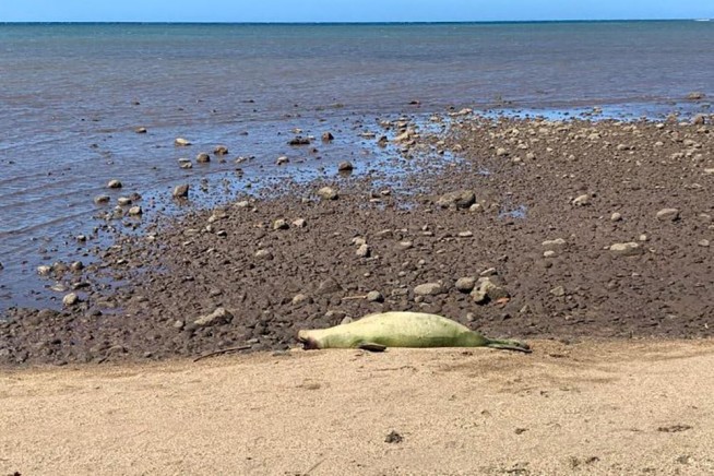 Endangered Hawaiian monk seal shot in head on Molokai