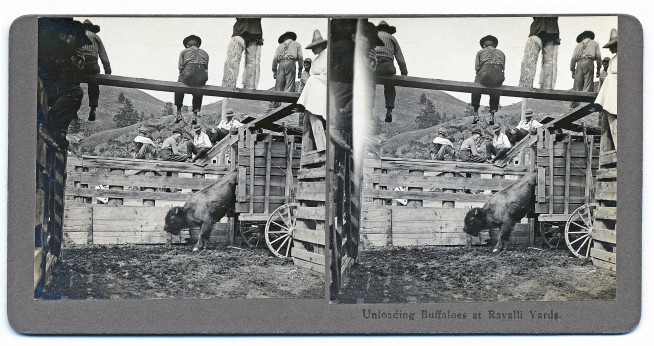 Bison coming 'home' to Montana Indian reservation