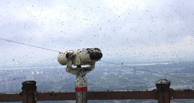 'Lovebugs' return in swarms to South Korea and blanket a mountain peak