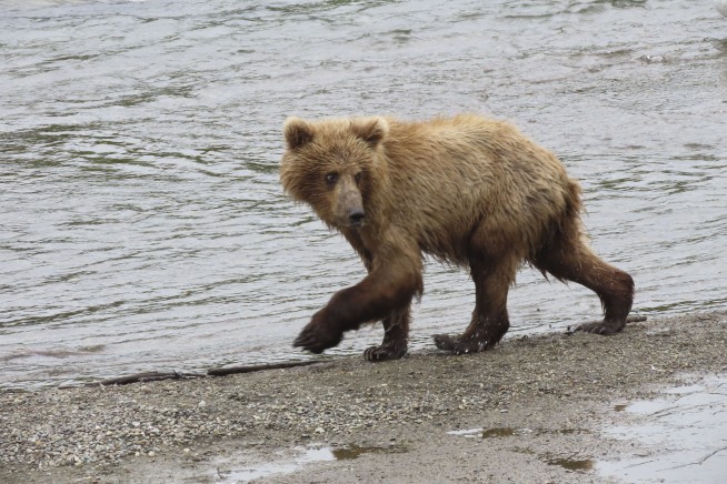 The chunkiest of chunks face off in Alaska's Fat Bear Week