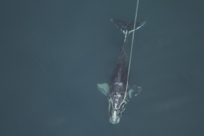 Shrinking giants: North Atlantic right whales getting tinier