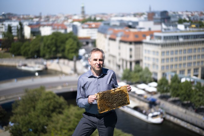 Insect ambassadors: Honeybees buzz on Berlin cathedral