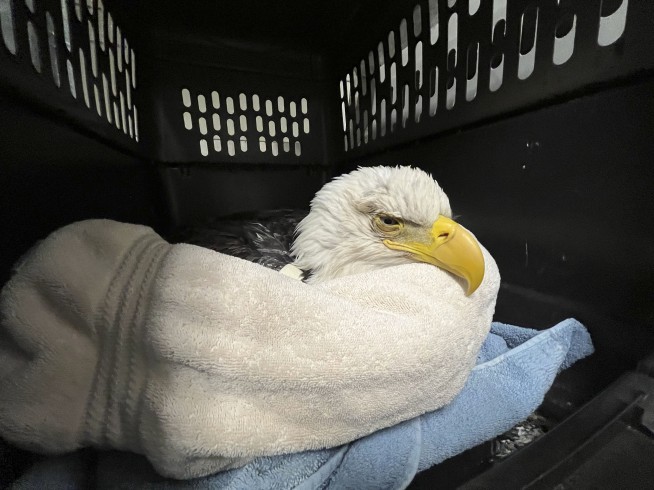 3 bald eagles die, 10 sick after eating euthanized animals