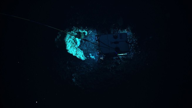 Scientists find minivan-sized sponge, world's largest