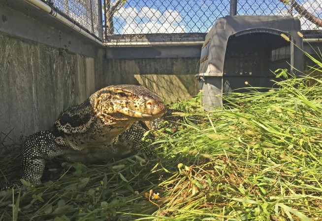 Officers catch huge lizard that terrified Florida neighbors