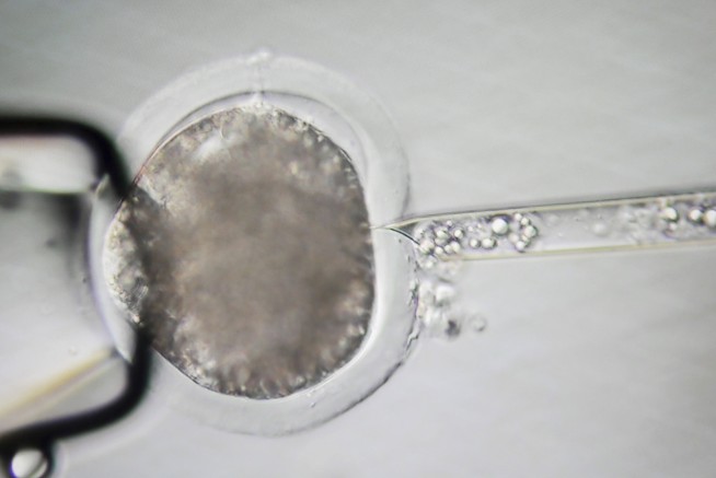 Meet some of the world's cleanest pigs, raised to grow kidneys and hearts for humans