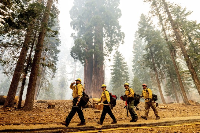 4 famous giant trees unharmed by Sequoia National Park fire
