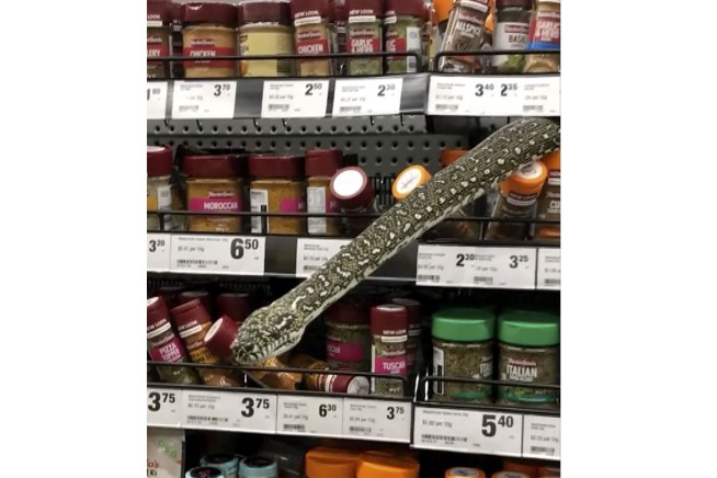 Woman comes face-to-face with snake in Australia supermarket