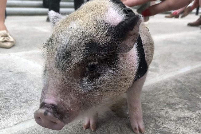 Baby pig that was tossed like a football is adopted and pardoned at Louisiana Capitol