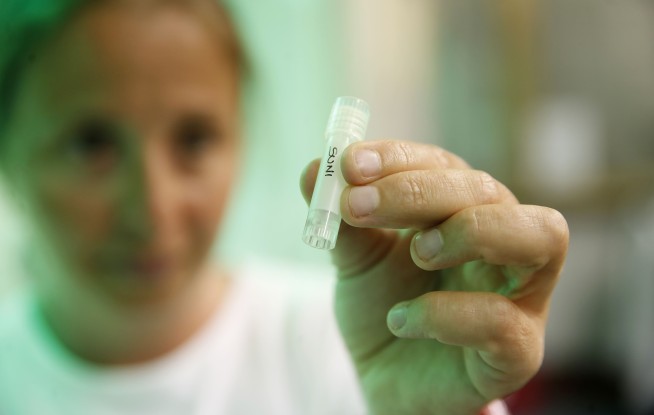 Scientists succeed in creating northern white rhino embryos