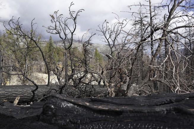 Fire, other ravages jeopardize California’s prized forests