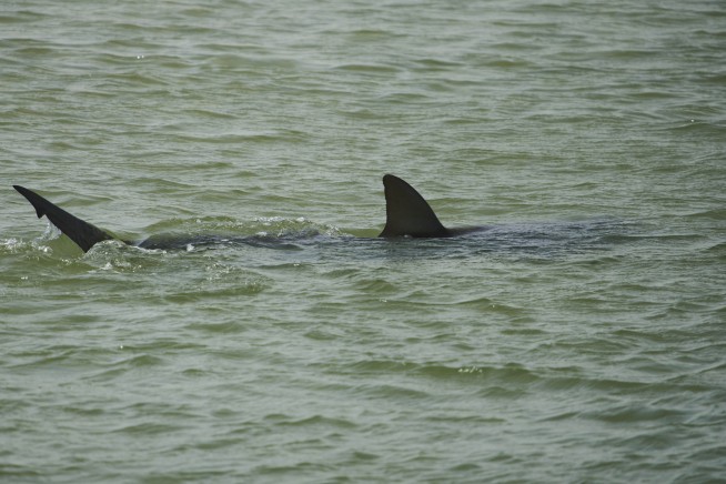 Sharks drew crowds who swam with them off Israel's coast — until one man disappeared