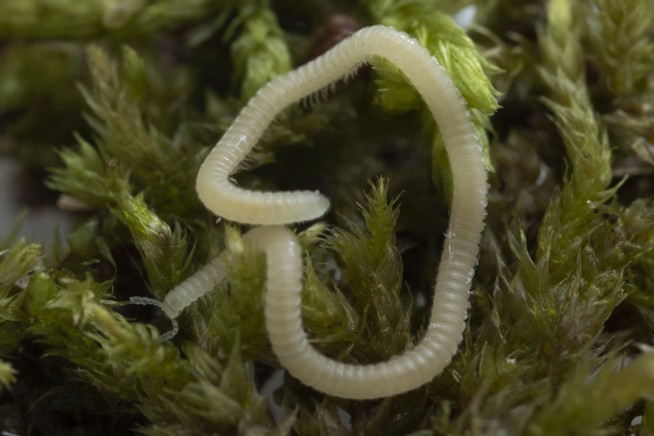 A new millipede species is crawling under LA. It's blind, glassy and has 486 legs