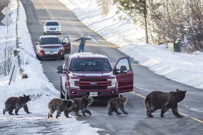 Grand Teton grizzly bear No. 399 that delighted visitors for decades is killed by vehicle in Wyoming