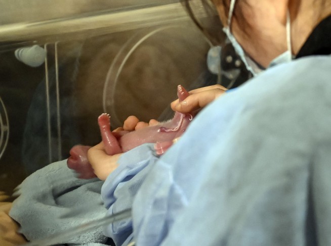 Giant panda in French zoo gives birth to female twins
