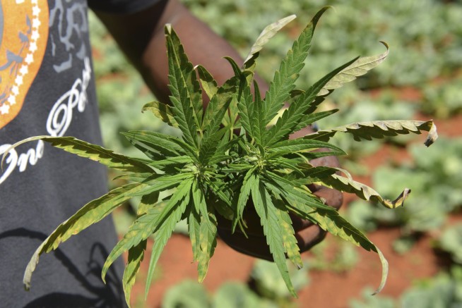 Jamaica faces marijuana shortage as farmers struggle