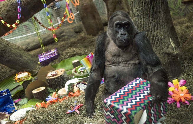 60-year-old gorilla, 1st to be born in a zoo, dies in Ohio