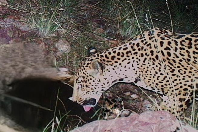 A new jaguar spotted in Arizona points to progress in the endangered species' recovery