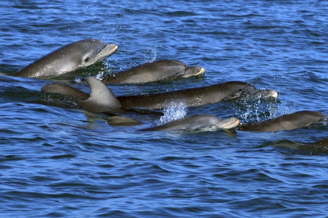 Dolphin moms use baby talk to call to their young, recordings show