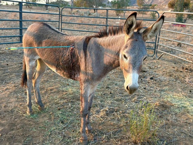 Donkey recovering after latest arrow attack on wild burros in California