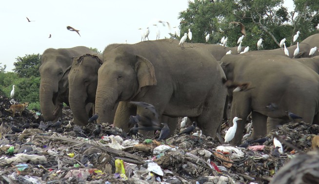 Elephants dying from eating plastic waste in Sri Lankan dump