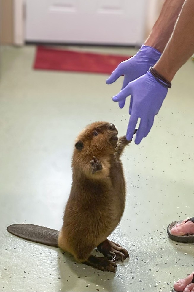 Nibi the beaver's fate lands in court as rescuers try to stop her release into the wild