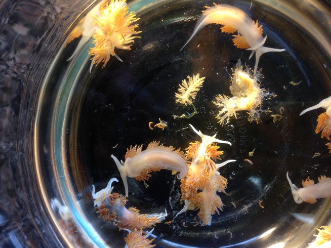 Sea critters hitchhiked across the Pacific on tsunami debris
