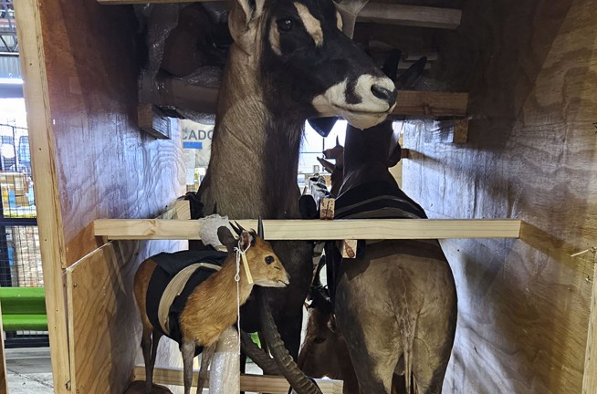 Police and customs seize live animals, horns and ivory in global wildlife trafficking operation