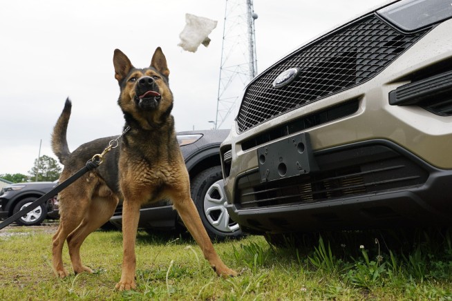 Since the nose doesn't know pot is now legal, K-9s retire