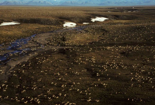 Lawmakers renew push for drilling in Alaska wildlife refuge