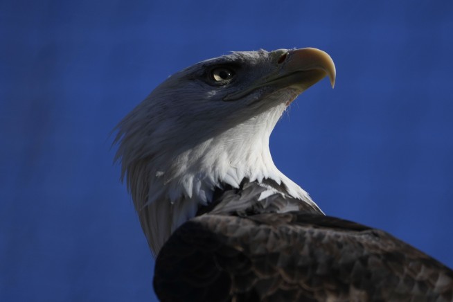 American bald eagles are having a moment, ecologically and culturally