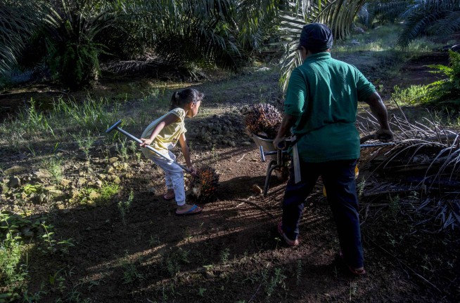 Child labor in palm oil industry tied to Girl Scout cookies