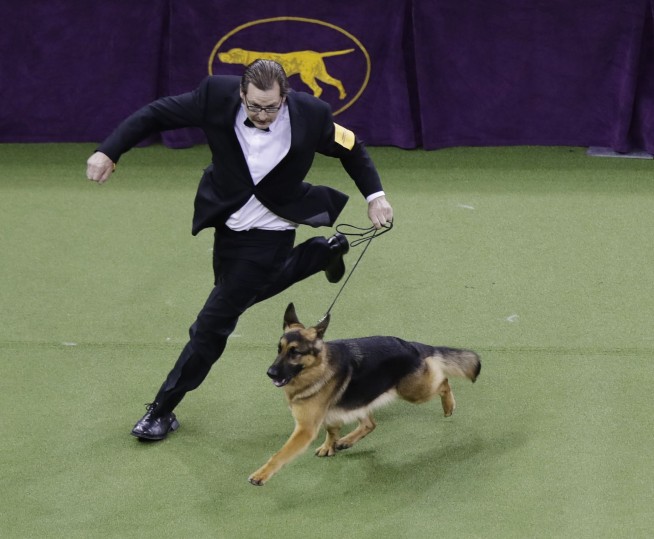 Rumor the German shepherd wins best in show at Westminster