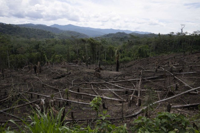 Amendment to Peru law raises fears of Amazon rainforest destruction