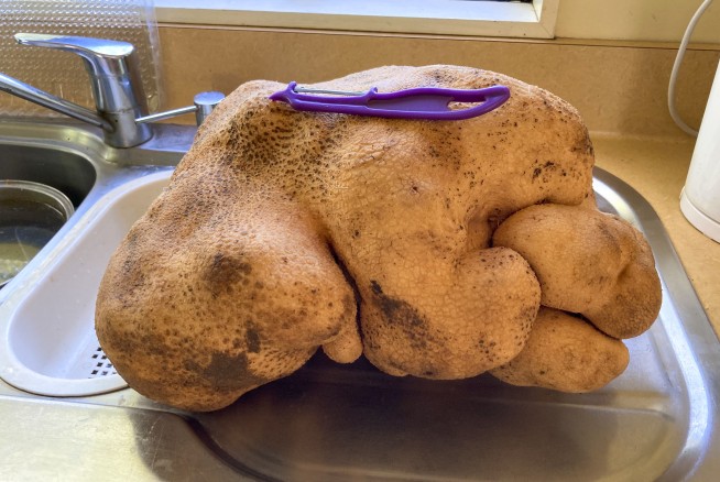 Doug the ugly New Zealand potato could be world's biggest