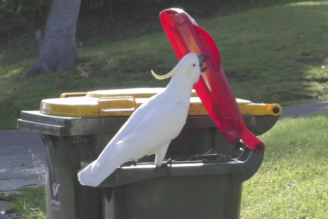Crafty cockatoos master dumpster diving and teach each other