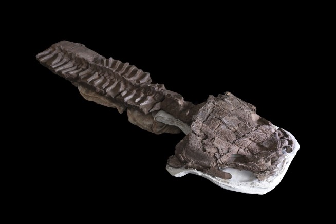 Fossils show huge salamanderlike predator with sharp fangs existed before the dinosaurs