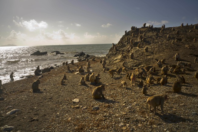 Hurricane mauled PR's renowned Monkey Island research center