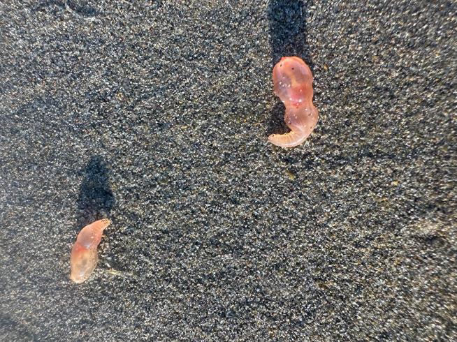 Sea cucumbers wash ashore by the thousands in a coastal Oregon town