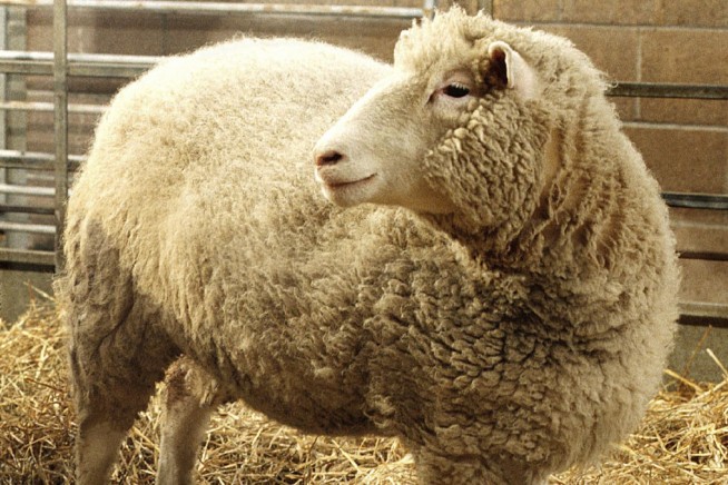 Ian Wilmut, a British scientist who led the team that cloned Dolly the Sheep, dies at age 79
